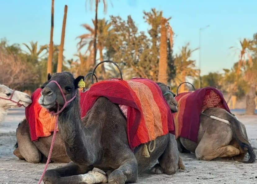 Balade dromadaire Marrakech 10